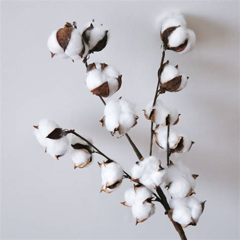 dried cotton branch 29 5 long 15 cotton balls branches