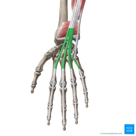 Musculus Flexor Digitorum Profundus Anatomie And Klinik Kenhub Porn