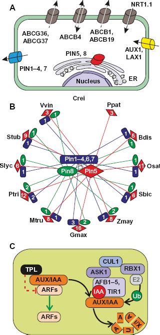 Auxin Transport And Signaling Pathways A Survey And Localization Of