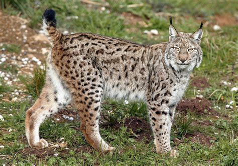 The Lynx Effect Wildcats May Return To Uk After 1300 Year Absence