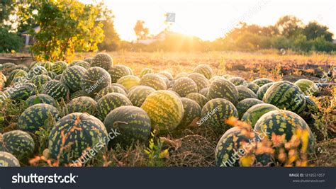 Harvest Watermelon Over 34390 Royalty Free Licensable Stock Photos