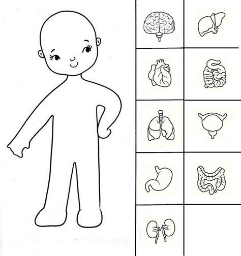 Organs Added Some Human Body Activities Body Preschool Human Body
