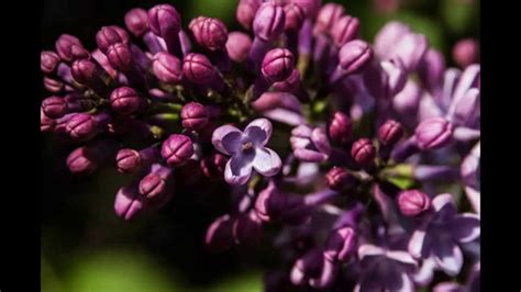 Tourist locations in germany, contact details, maps and gps directions to botanischer garten regensburg. Fotos Botanischer Garten Regensburg April 2015 **Blumen ...