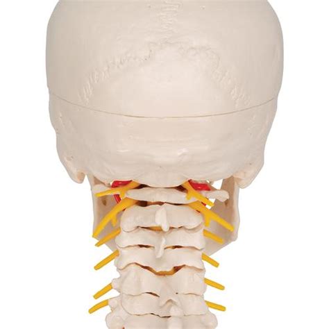 Human Skull Model Plastic Skull Model Human Skull Model On Cervical Spine
