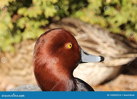 American Redhead Diving Duck Stock Photo Image Of Area Feather