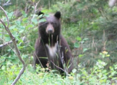 Wyoming Black Bear Hunts Huntersdomain