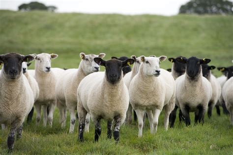 The Flock Of Sheep Reared On The Farm Are Responsible For Providing The