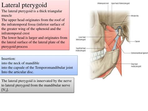 Ppt The Ramus Of Mandible Is Quadrangular In Shape And Has Medial And