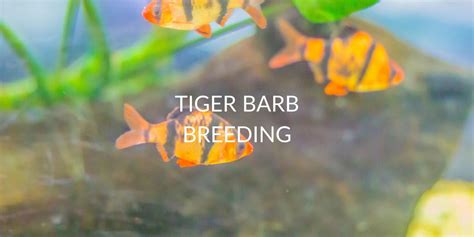 Tiger Barb Archives Betta Care Fish Guide