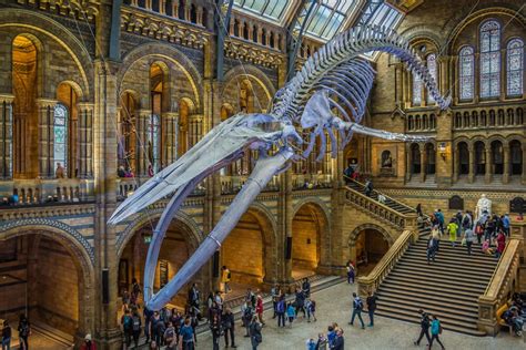Une visite du Musée d'Histoire Naturelle de Londres
