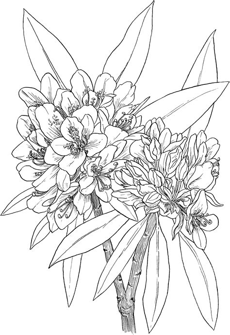 Pacific rhododendron coloring page from flowers category. wild rhododendron | Free coloring pages, Sunflower ...