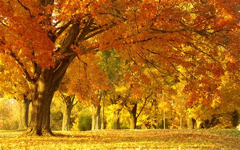 Golden Autumn Tree Wallpaper Autumn Nature Wallpapers In  Format For