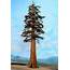 Redwood Tree 24 Inches