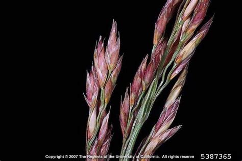 Tall Fescue Festuca Arundinacea Cyperales Poaceae 5387365
