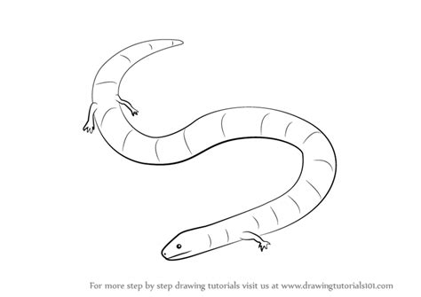 Learn How To Draw A Caecilian Amphibians Step By Step Drawing Tutorials