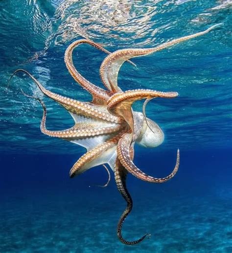 Thats A Cool Looking Octopus Ocean Creatures Underwater Photos