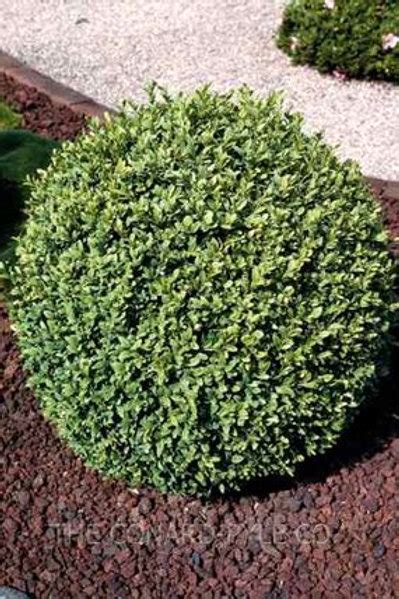 Buxus Boxwood Franklins Gem Bountifulgardens