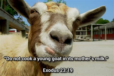 What is a young chicken called? 11 Most Outrageous Bible Verses That Will Surely Make You ...