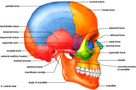 Axial Skeleton Skull Bones Of The Cranium Bones Of The