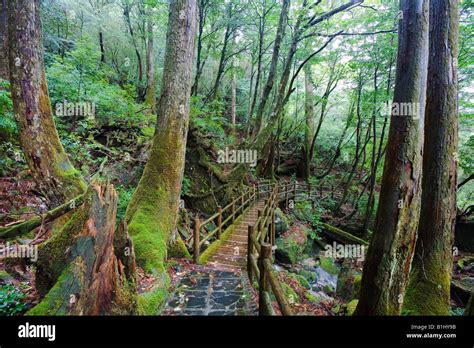 Footbridge In A Forest Yakusugi Forest Yakushima Island Kagoshima