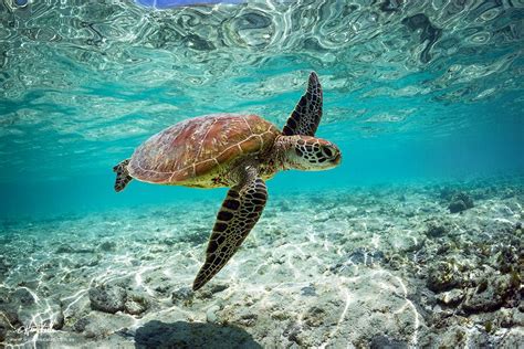 Glide By Warren Keelan On 500px Sea Turtle Pictures Wildlife