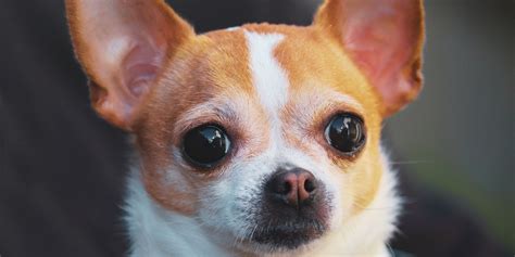 10 Chill Facts About Chihuahuas That You Should Know The Fact Site