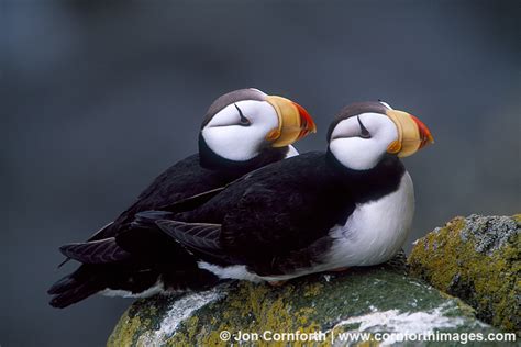 Horned Puffin Couple 1 Photo Picture Print Cornforth