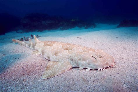Spotted Wobbegong Shark 5k Retina Ultra Hd Wallpaper And Background