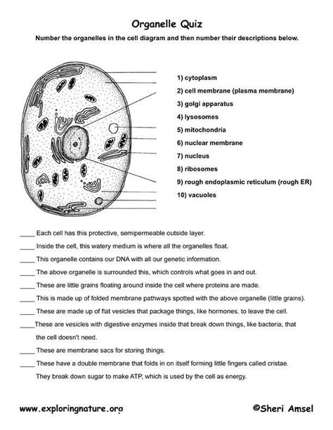 Cell Organelle Quiz Science Worksheets School Worksheets Printable