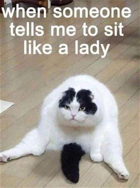 Funny Cat Memes With Captions Never Fail To Make Us Lol Flickr