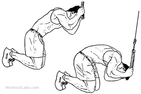 Kneeling Cable Crunch Illustrated Exercise Guide Workoutlabs