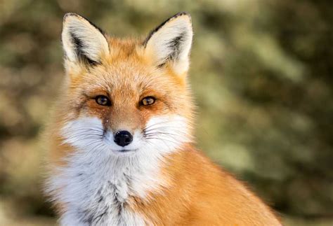 10 Dog Breeds That Resemble Foxes