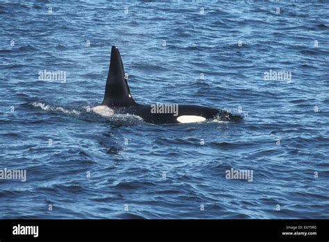 Killer Whale Orcinus Orca Stock Photo Alamy
