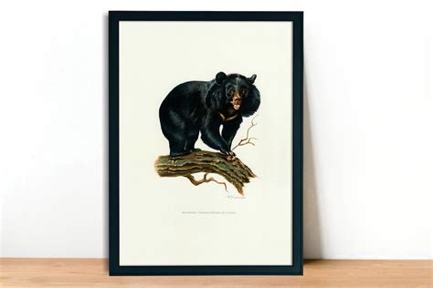 Asian Black Bear Vintage Lithograph Giclee Fine Art Print Etsy