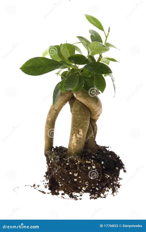 Growing Bonsai Tree In Soil Stock Image Image Of Bushier Bonsai 1776853
