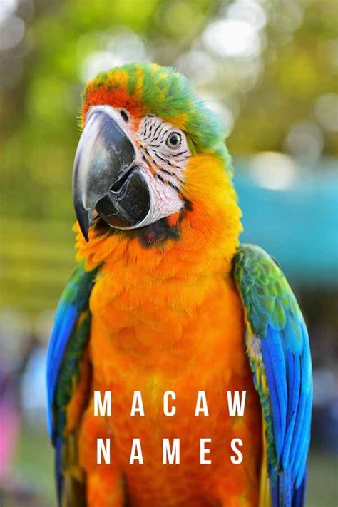 Macaw Names Over 300 Of The Best Macaw Parrot Name Ideas Macaw