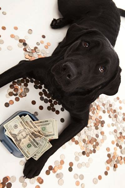 4.8 out of 5 stars 3,278. Is Expensive Dog Food Worth It? | Expensive dogs, Dog ...