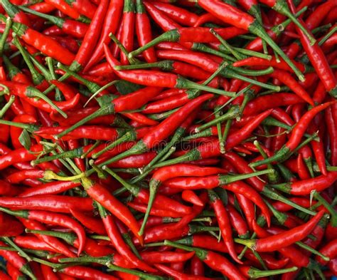 Red Chill Pepper Stock Photo Image 62619946
