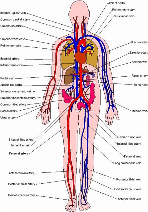 Once the bladder becomes full, urine flows through the urethra and leaves the body at the urethral meatus, which is located at tip of. Male Internal Organs Diagram - ClipArt Best
