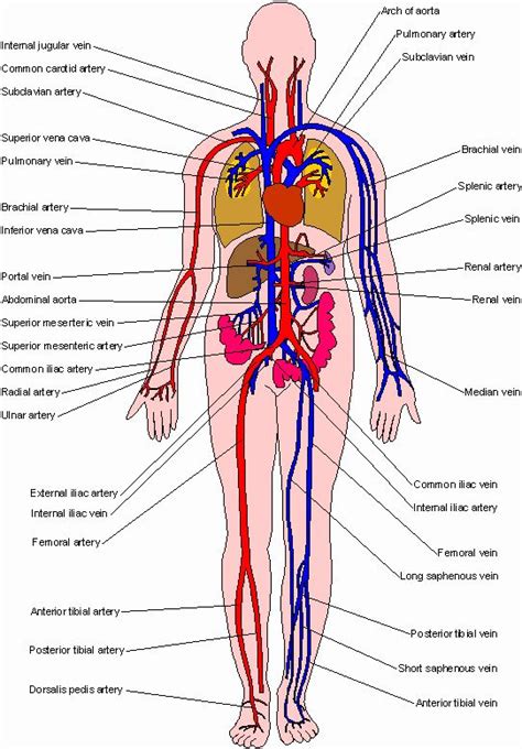 Short overview of the structure of arteries and veins for anatomy and physiology. Printiable Mape Of Arteries And Viens / Diagram showing the venous anatomy of the leg | For Best ...