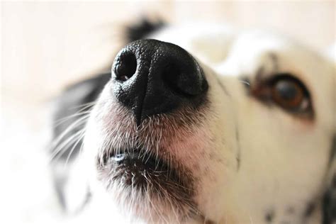 Does A Cold Wet Nose Mean Your Pet Is Healthy Vetwest Veterinary