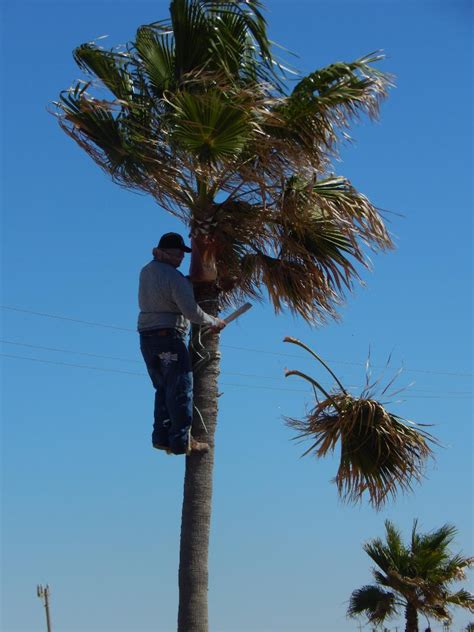 Trimming A Palm Tree Rocky Point Times Newspaper