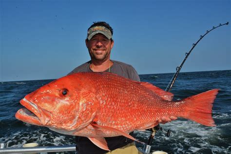 Red Snapper Suppliers Buy Whole Red Snapper Red Snapper Size Red