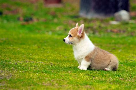 Photo of a fuzzy corgi puppy looking at the camera outside. The 30 Cutest Corgi Puppies of All Time - Best Photography, Art, Landscapes and Animal Photography