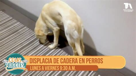 Fotos Reveladoras De La Displasia De Cadera En Perros C Mo Detectarla