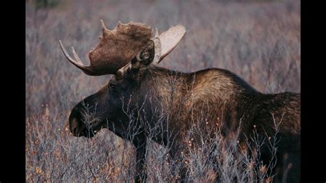 aggressive moose has disease never seen in its species in ak sacramento bee