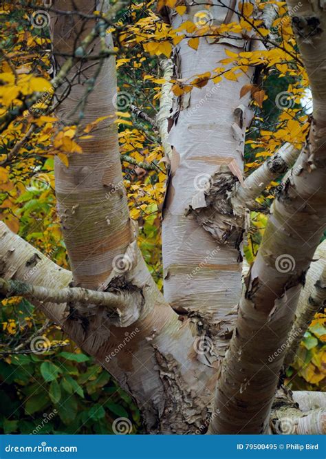 Peeling Bark Of A Birch Tree Stock Image Image Of Countryside Autumn
