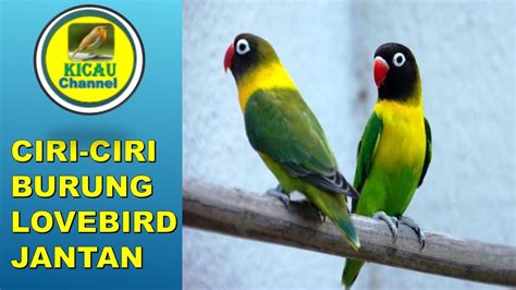 Burung ciblek merupakan salah satu jenis burung perkicau dengan body kecil seperti burung pleci. CIRI CIRI BURUNG LOVEBIRD JANTAN DAN BETINA - YouTube