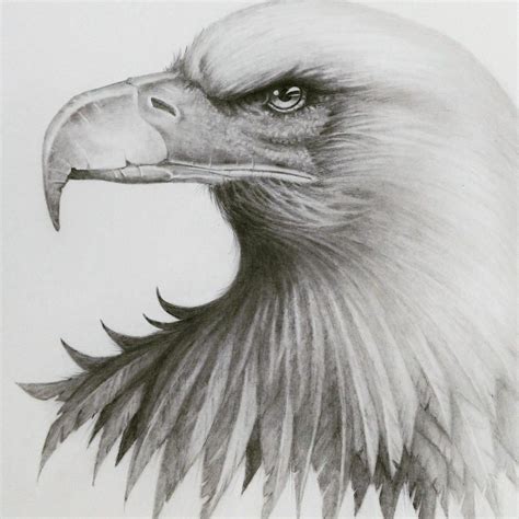 🇧🇷 Desenho Realista Feito A Lápis águia 🇺🇸 Realistic Drawing Made In
