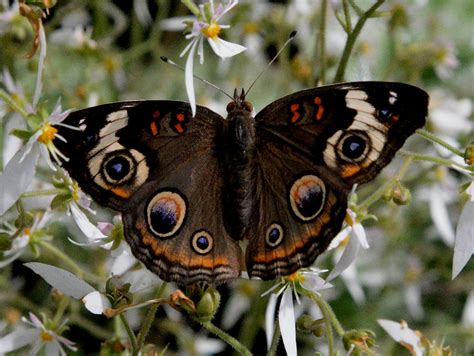 Buckeye Butterfly Photograph By Erin Oneal Morie